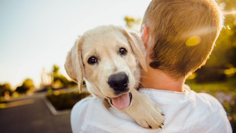 Las mascotas de Torremolinos disfrutan de un concurso este miércoles - 16443364419282 Concurso de mascotas en Torremolinos.