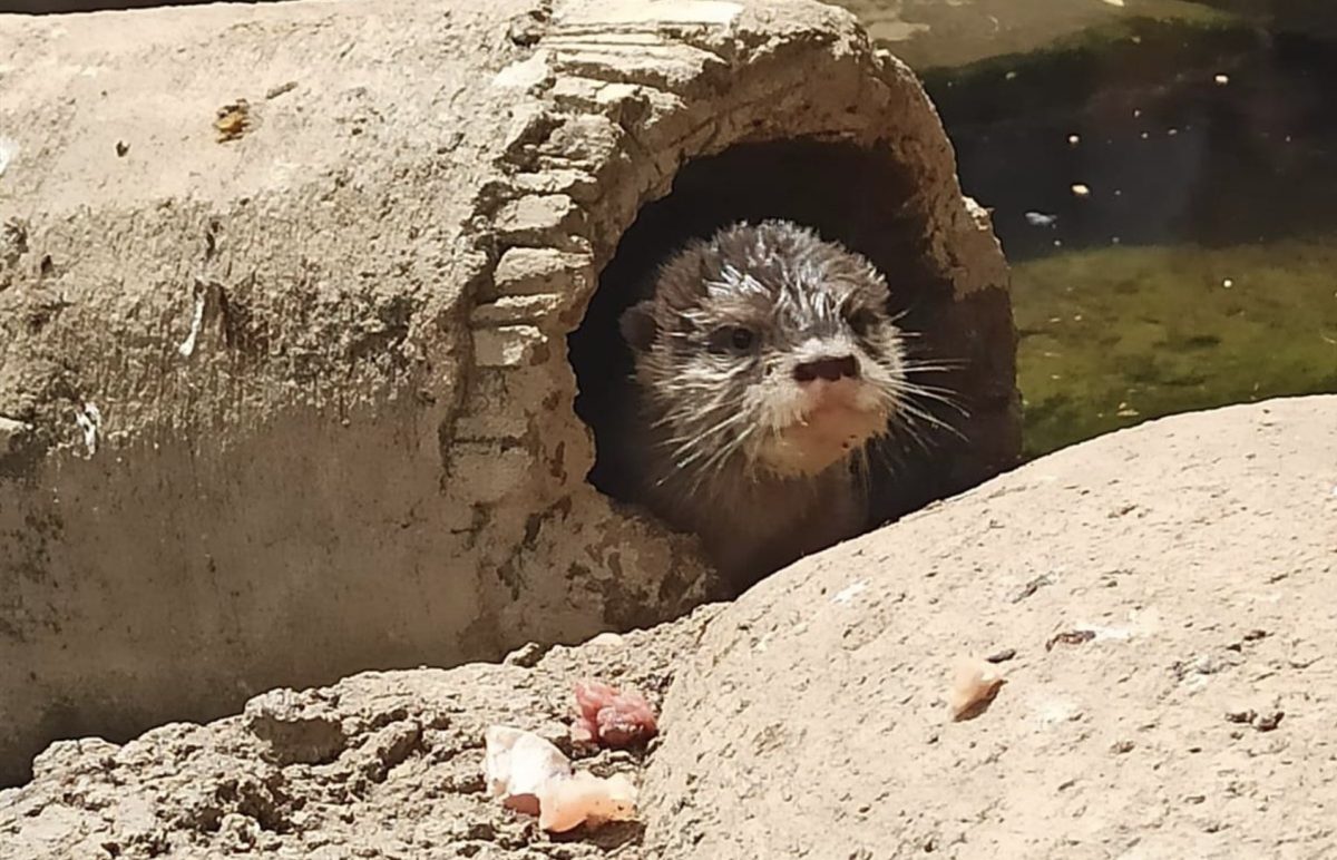 Nace un ejemplar de nutria asiática protegida en el acuario Sea Life Benalmádena - IMG 1849 Nace un ejemplar de nutria asiática protegida en el acuario Sea Life Benalmádena - IMG 1849