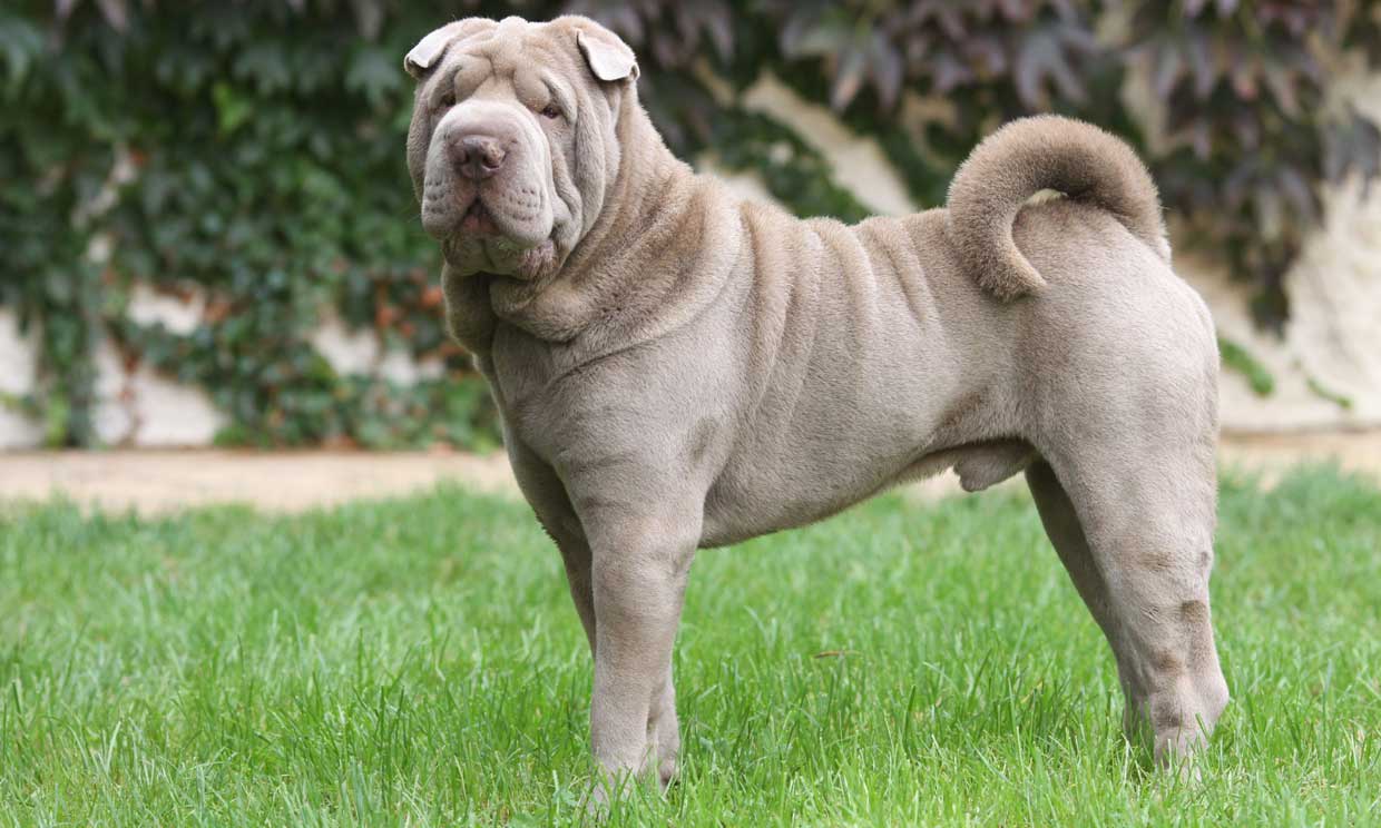 Así es el seguro obligatorio que todos los perros han de tener antes de que termine septiembre - IMG 1862 Así es el seguro obligatorio que todos los perros han de tener antes de que termine septiembre - IMG 1862