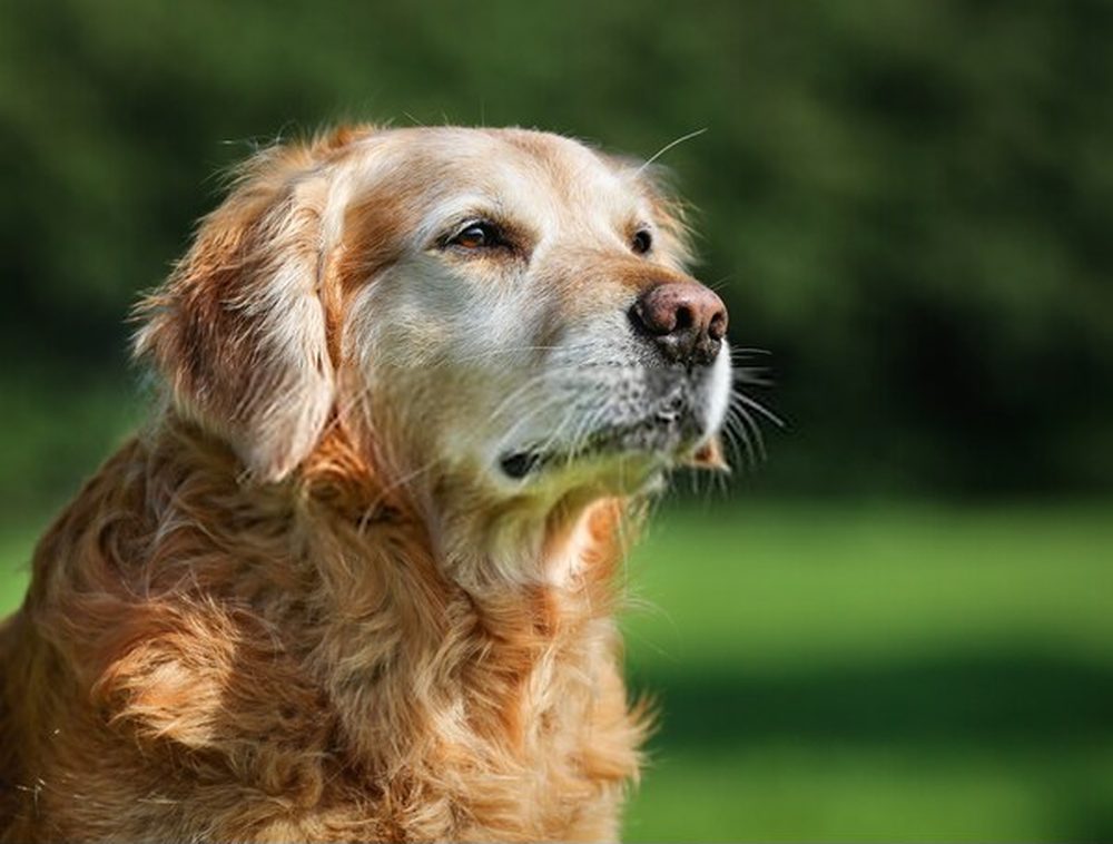 Málaga tendrá el primer cementerio público para mascotas de España - IMG 2913 Málaga tendrá el primer cementerio público para mascotas de España - IMG 2913