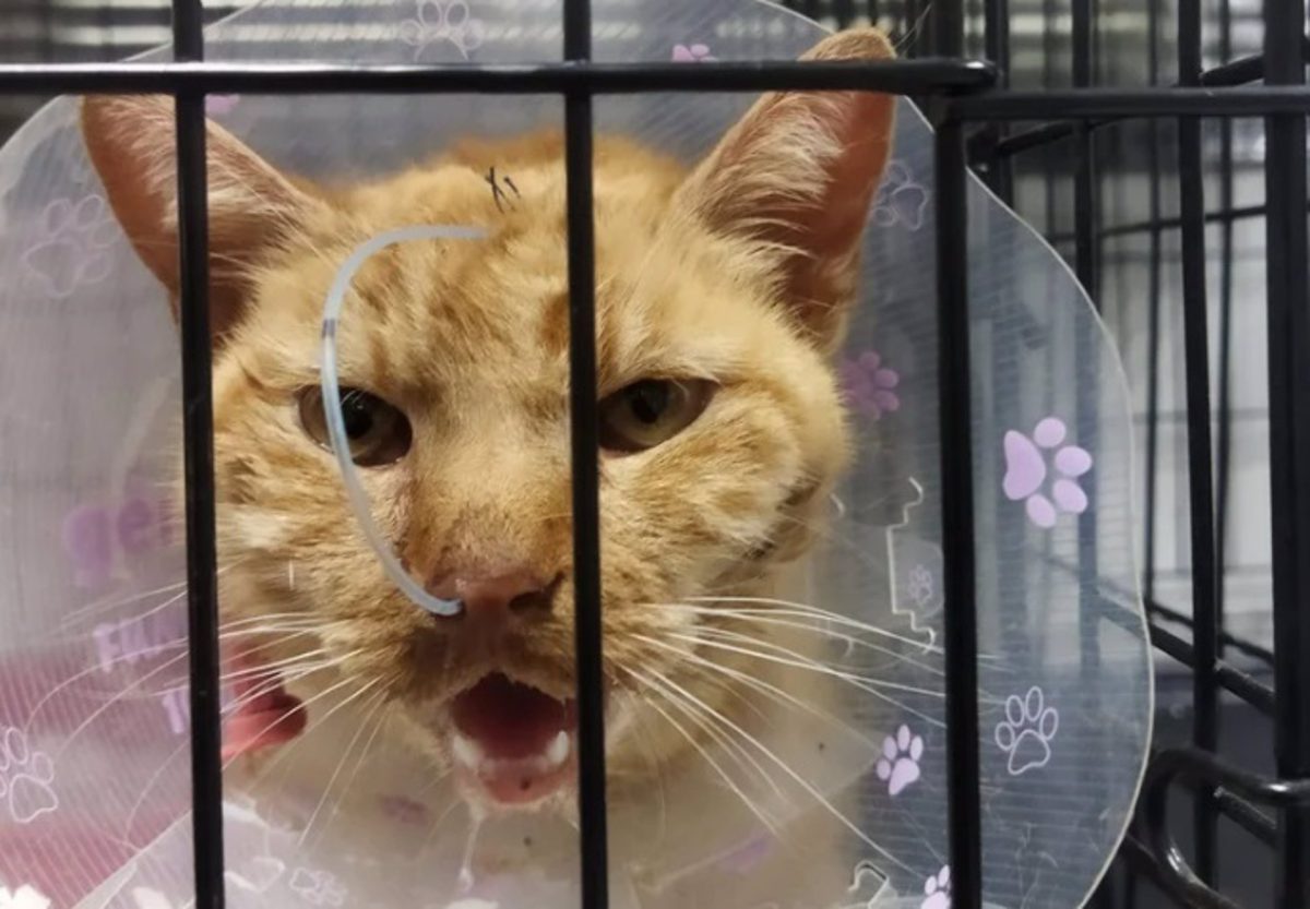 Investigan la muerte de una gata a manos de un cazador tras una denuncia de Pacma - IMG 3004 Investigan la muerte de una gata a manos de un cazador tras una denuncia de Pacma - IMG 3004
