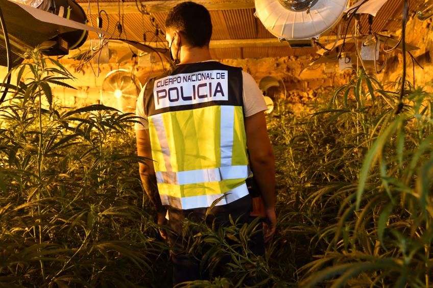 ¿Qué es el método de la 'hawala'?: Cae una red con 7 detenidos en Málaga que blanqueó 65 millones de euros - INVERNADERO DROGA2.JPG 1327467382 ¿Qué es el método de la 'hawala'?: Cae una red con 7 detenidos en Málaga que blanqueó 65 millones de euros - INVERNADERO DROGA2.JPG 1327467382