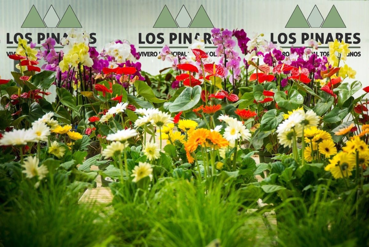 ¿Quieres iniciarte en el cultivo de plantas de flor y orquídeas? Apúntate al curso que ofrece Torremolinos - fotonoticia 20230906185548 1920 ¿Quieres iniciarte en el cultivo de plantas de flor y orquídeas? Apúntate al curso que ofrece Torremolinos - fotonoticia 20230906185548 1920