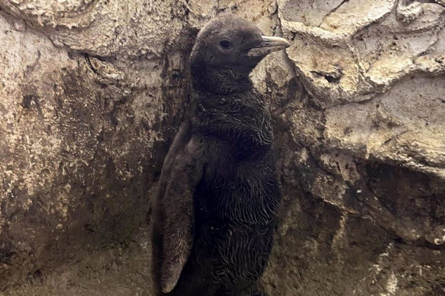Nace una nueva cría de Pingüino Rey en Selwo Marina - fotonoticia 20230927102352 1920 e1695804305760 Nace una nueva cría de Pingüino Rey en Selwo Marina - fotonoticia 20230927102352 1920 e1695804305760