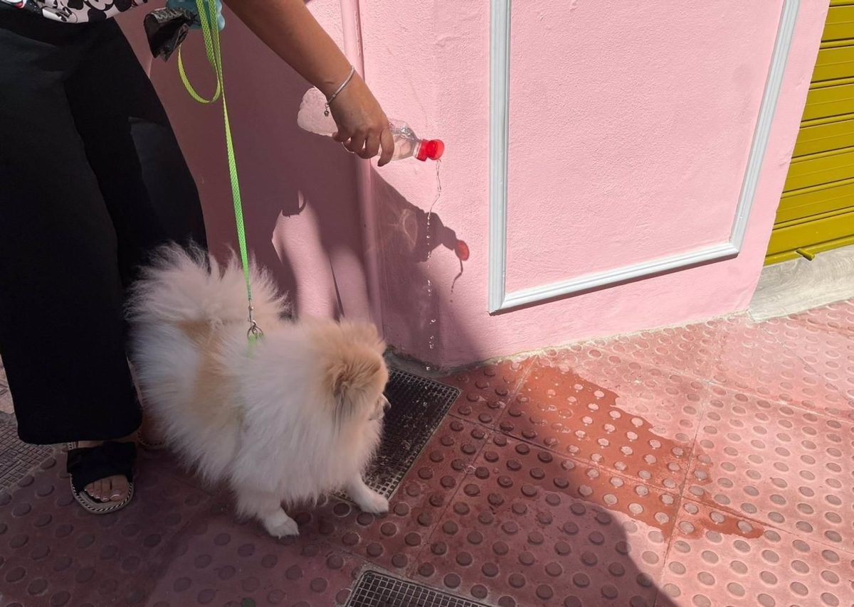 No recoger el "regalito" de tu mascota te puede costar hasta 750 euros - fotonoticia 20230928172053 1920 No recoger el "regalito" de tu mascota te puede costar hasta 750 euros - fotonoticia 20230928172053 1920