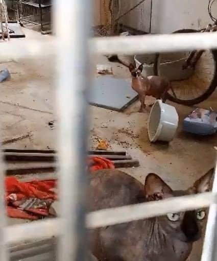 Investigan un criadero con animales en pésimas condiciones en Benalmádena - IMG 4586 Investigan un criadero con animales en pésimas condiciones en Benalmádena - IMG 4586