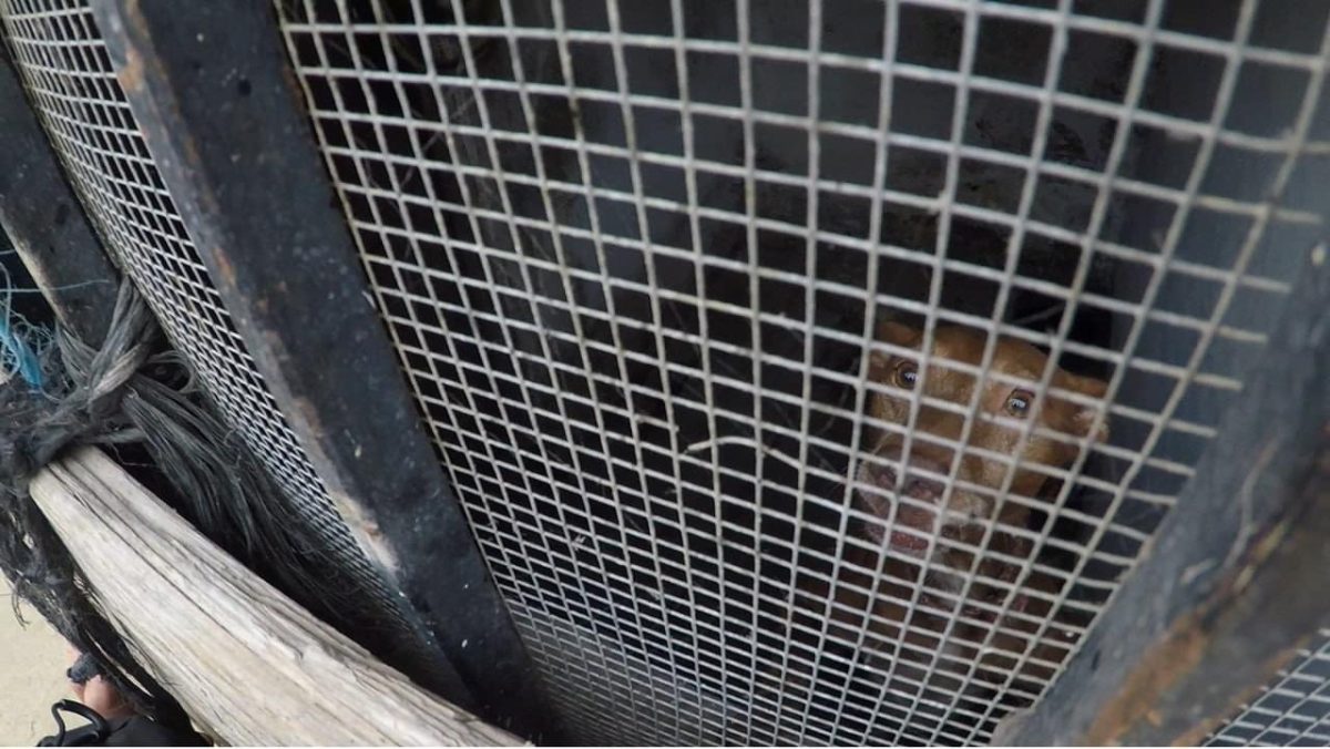 Investigan un criadero con animales en pésimas condiciones en Benalmádena - IMG 4588 Investigan un criadero con animales en pésimas condiciones en Benalmádena - IMG 4588