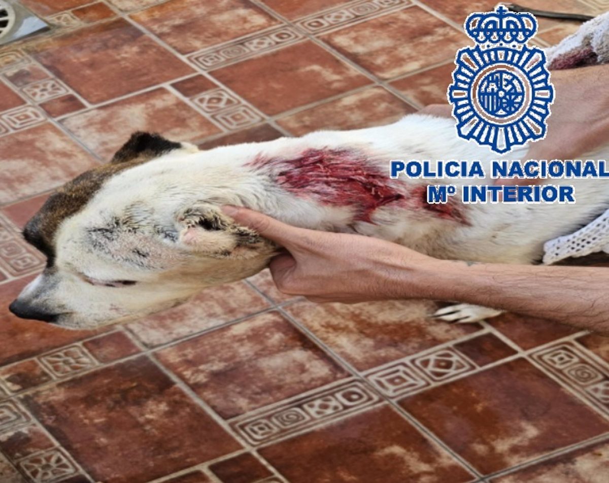 Detenido en Málaga por apuñalar al perro de su vecino por un conflicto previo - Perro herido Detenido en Málaga por apuñalar al perro de su vecino por un conflicto previo - Perro herido