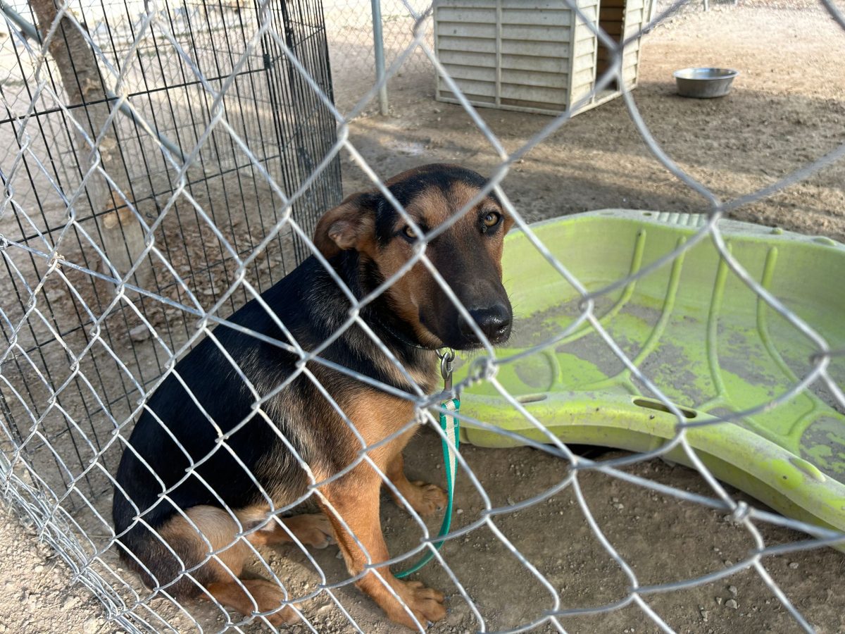 Suspiros de Cuatro Patas, el refugio de perros ubicado en Mijas Costa - WhatsApp Image 2023 10 09 at 11.24.32 Suspiros de Cuatro Patas, el refugio de perros ubicado en Mijas Costa - WhatsApp Image 2023 10 09 at 11.24.32