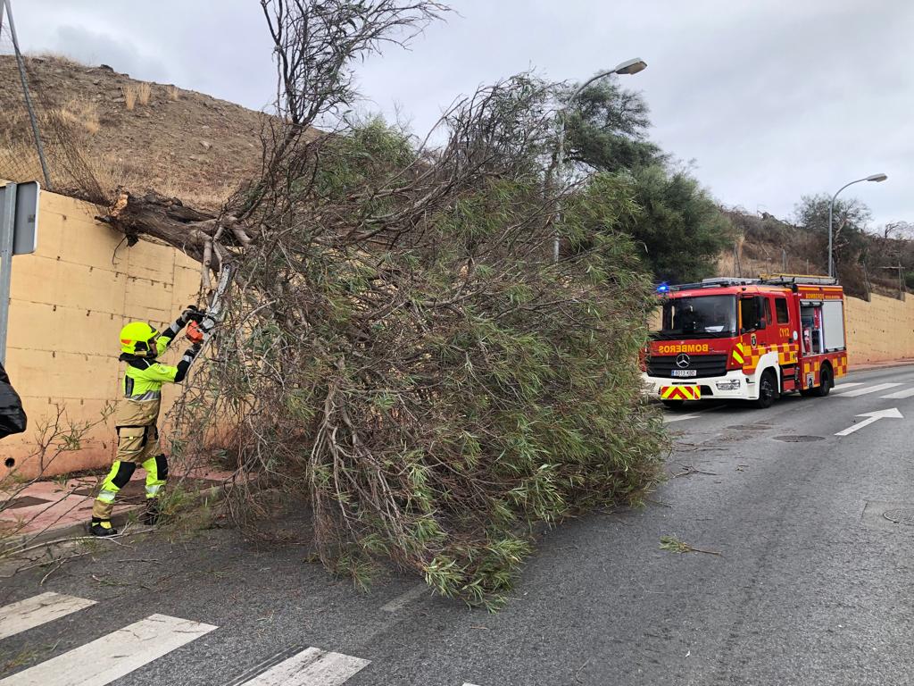Las rachas de viento más intensas de la provincia se registran en Arroyo de la Miel - WhatsApp Image 2023 10 19 at 18.37.38 Árbol caído en Benalmádena. / Ayto Benalmádena