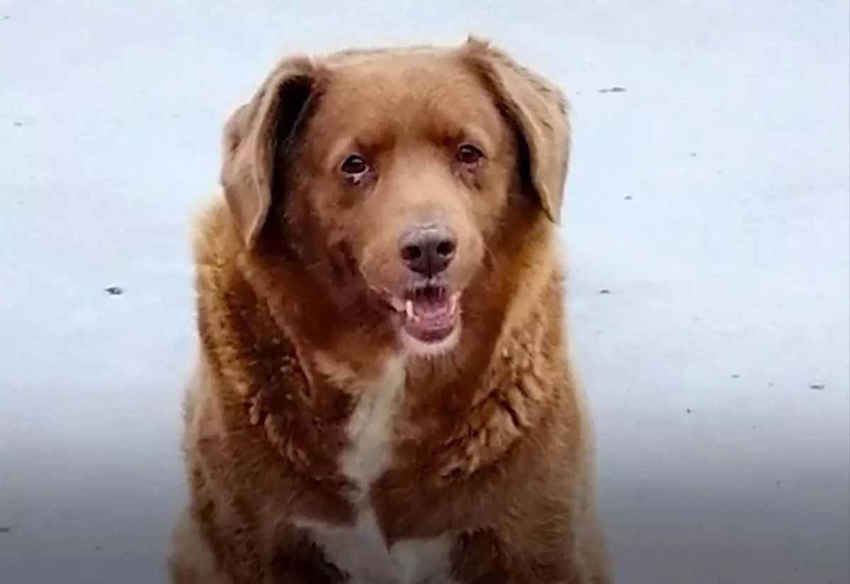 Muere Bobi, el perro más longevo del mundo, a los 31 años de edad - WhatsApp Image 2023 10 23 at 17.43.45 Muere Bobi, el perro más longevo del mundo, a los 31 años de edad - WhatsApp Image 2023 10 23 at 17.43.45