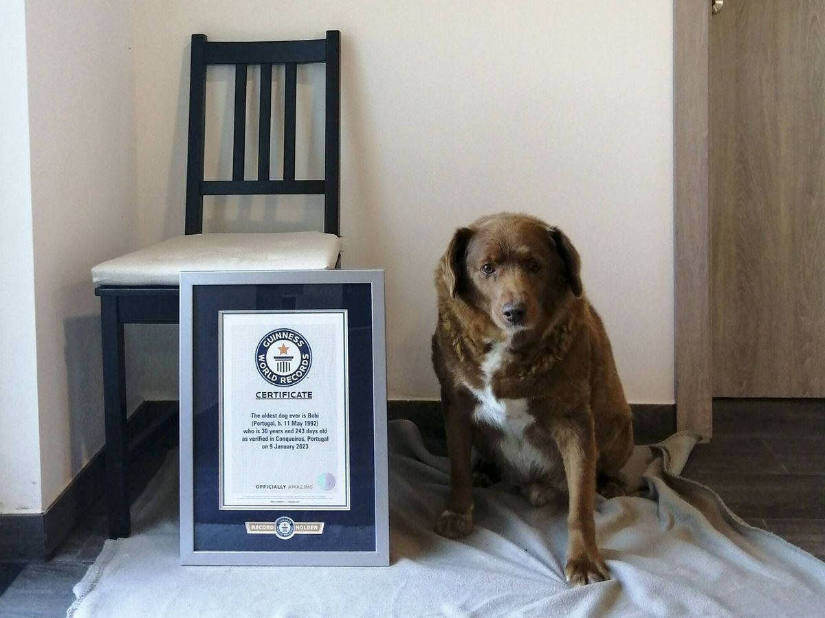 Muere Bobi, el perro más longevo del mundo, a los 31 años de edad - WhatsApp Image 2023 10 23 at 17.43.46 Muere Bobi, el perro más longevo del mundo, a los 31 años de edad - WhatsApp Image 2023 10 23 at 17.43.46