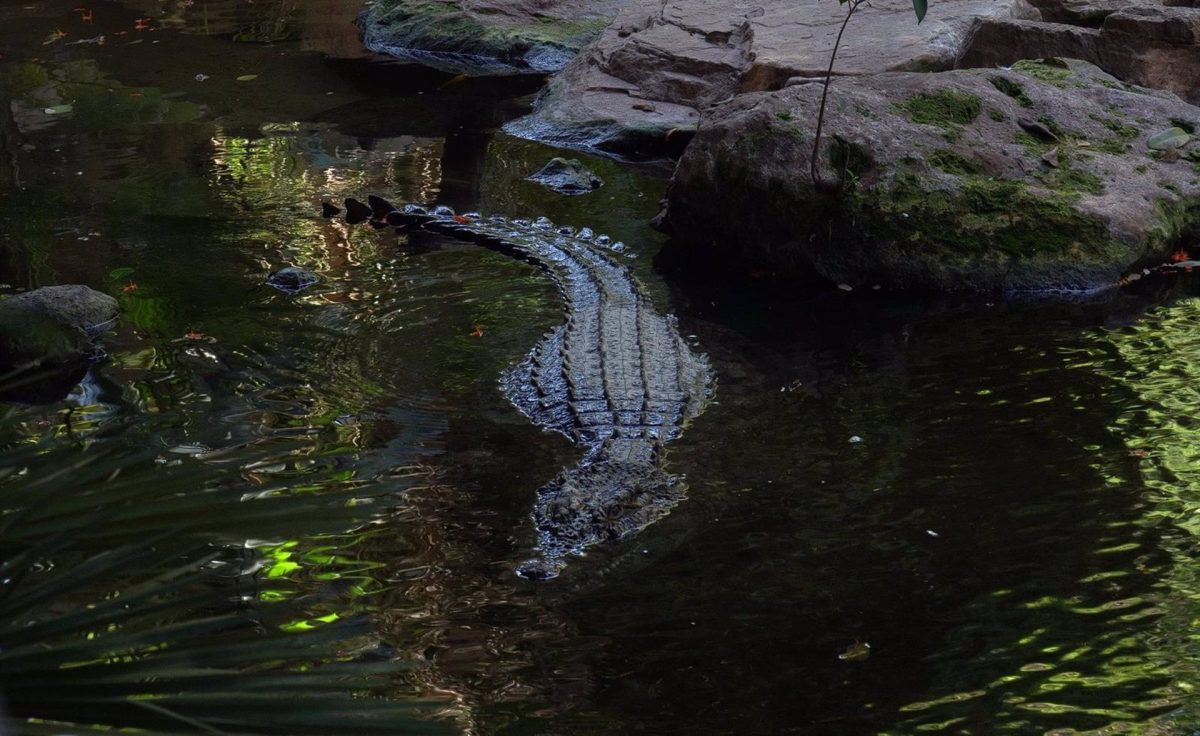 Bioparc Fuengirola recibe a Kraken, un cocodrilo del Nilo de más de tres metros de largo y 350 kilos de peso - cocodrilo Bioparc Fuengirola recibe a Kraken, un cocodrilo del Nilo de más de tres metros de largo y 350 kilos de peso - cocodrilo