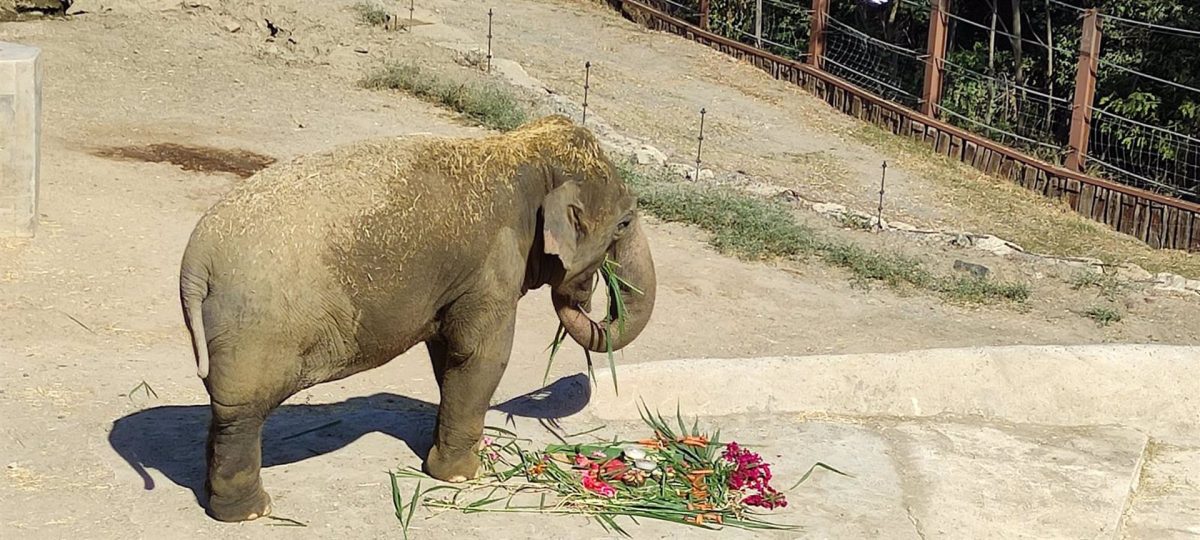 La elefanta asiática Jangoli, de Selwo Aventura en Estepona, cumple 56 años - fotonoticia 20231010161051 1920 Jangoli, elefanta asiática de Selwo Aventura en Estepona.