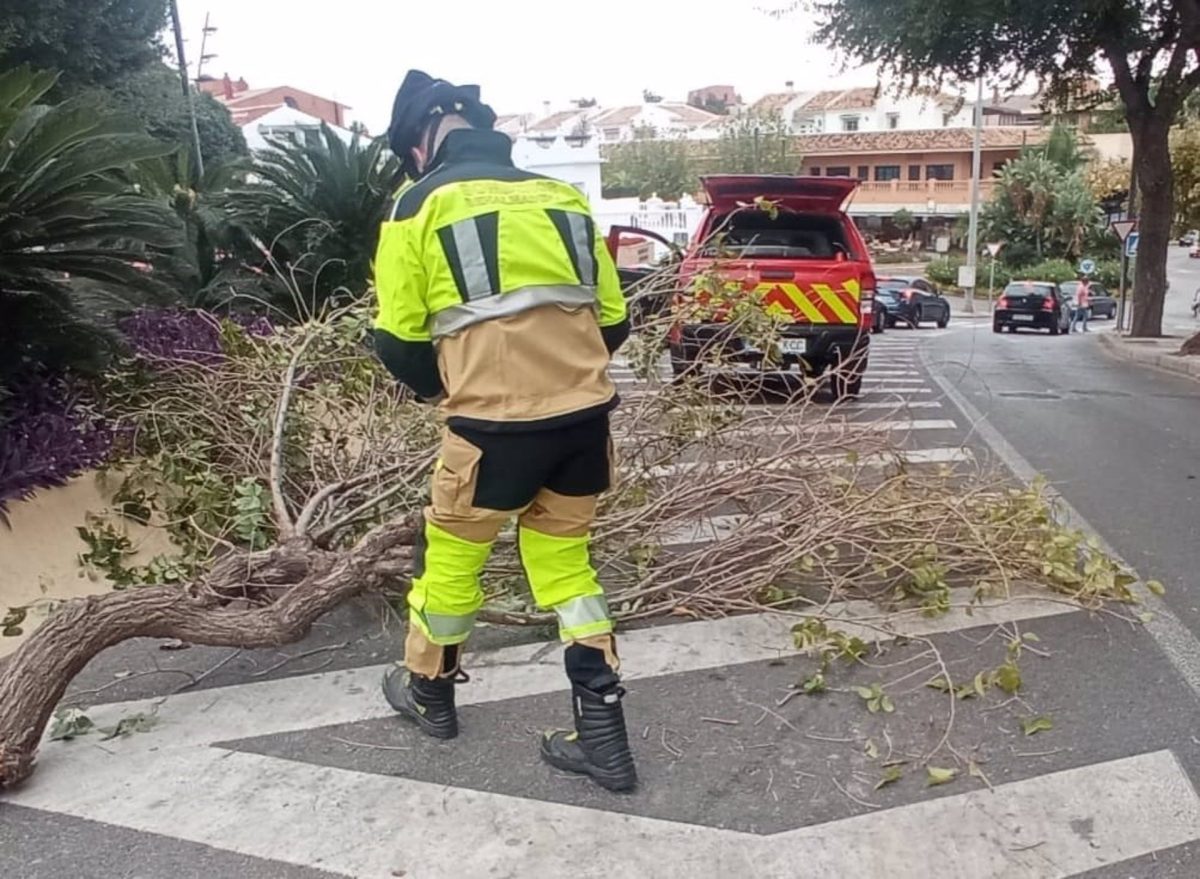 Benalmádena estudia encargar una evaluación de su masa forestal urbana tras los efectos de las borrascas - Benalmadena borrasca Benalmádena estudia encargar una evaluación de su masa forestal urbana tras los efectos de las borrascas - Benalmadena borrasca