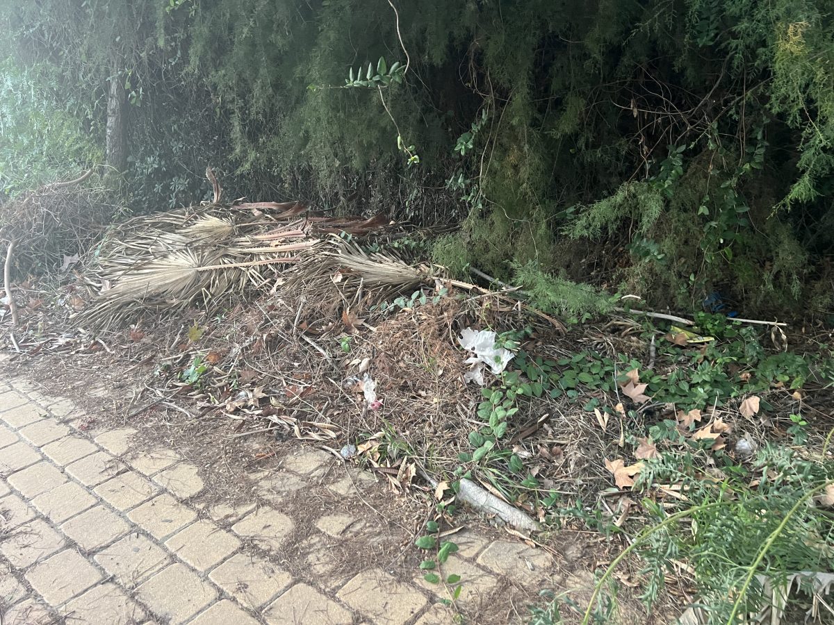 El Ayuntamiento de Estepona responde a las demandas de los vecinos de la calle Caserío en el extrarradio - IMG 6570 Cómo estaba la calle antes de la limpieza por parte del Ayuntamiento. / D.MACÍAS