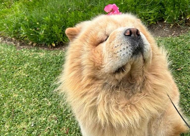 ¿Te gustan los perritos? Tienes una cita este fin de semana en Torremolinos en la Expocan - lupin e1700053079689 ¿Te gustan los perritos? Tienes una cita este fin de semana en Torremolinos en la Expocan - lupin e1700053079689