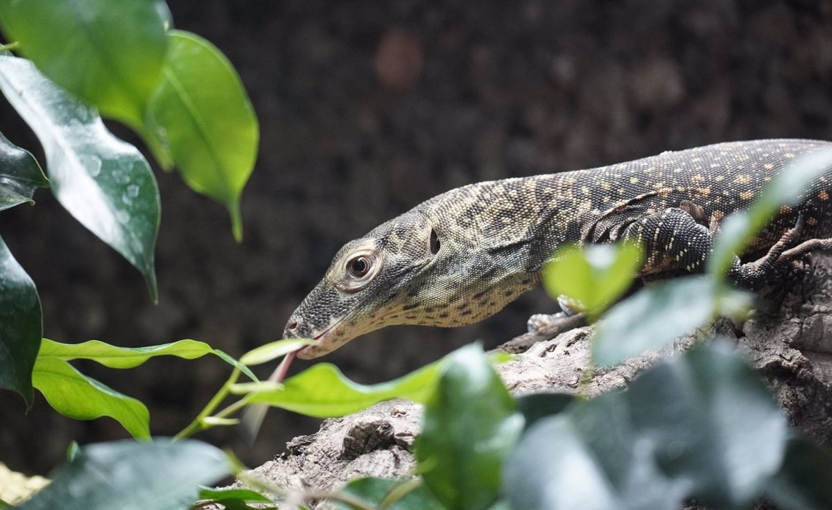 Bioparc Fuengirola destaca su posición entre las diez atracciones más populares en la provincia - Bioparc Bioparc Fuengirola destaca su posición entre las diez atracciones más populares en la provincia - Bioparc