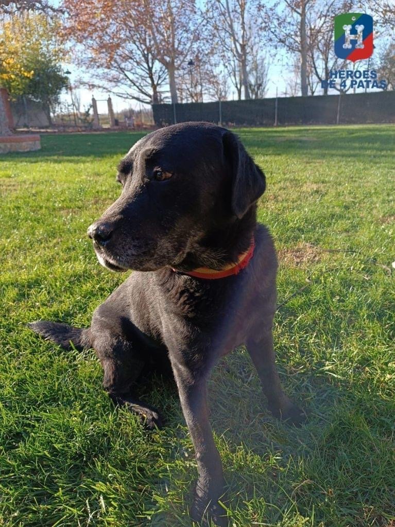 Romel, el héroe de cuatro patas jubilado de la Policía Nacional que busca familia - IMG 8190 Romel, el héroe de cuatro patas jubilado de la Policía Nacional que busca familia - IMG 8190