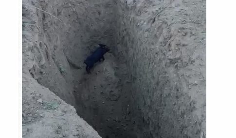 Miles de euros a cambio de cazar animales: un bombero advierte de estas medidas en la Costa del Sol - Screenshot 2023 12 20 17.07.38 Jabalí atrapado en un hoyo en La Quinta en Benahavís. / Área