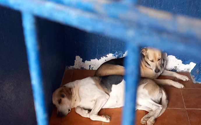 Estos perros han llegado a las dependencias de la Policía Local de Estepona: ¿Alguien los busca? - Screenshot 2023 12 28 17.20.49 Perros perdidos.