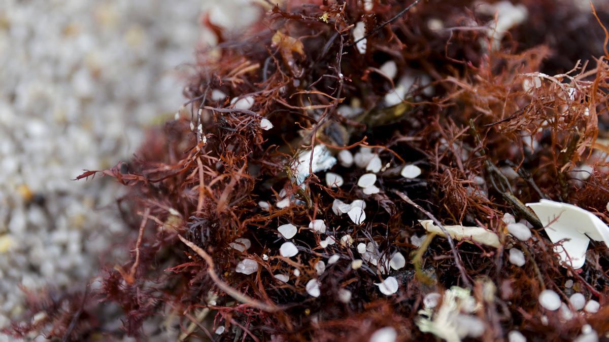 La marea de pellets plásticos que asola Galicia se acerca a la Costa del Sol - Pellets La marea de pellets plásticos que asola Galicia se acerca a la Costa del Sol - Pellets