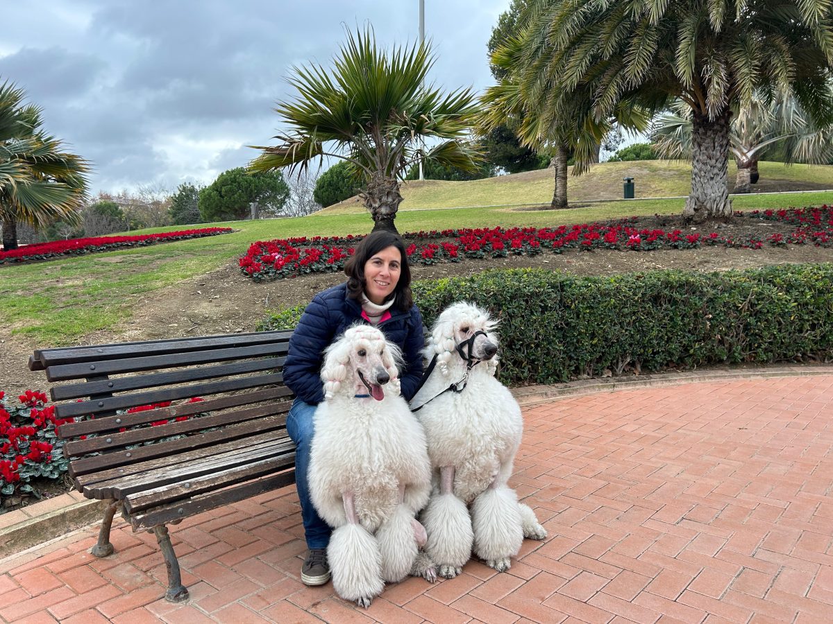 El origen del caniche y sus famosos lazos en el pelo contado por una benalmadense - WhatsApp Image 2024 01 15 at 16.13.02 El origen del caniche y sus famosos lazos en el pelo contado por una benalmadense - WhatsApp Image 2024 01 15 at 16.13.02