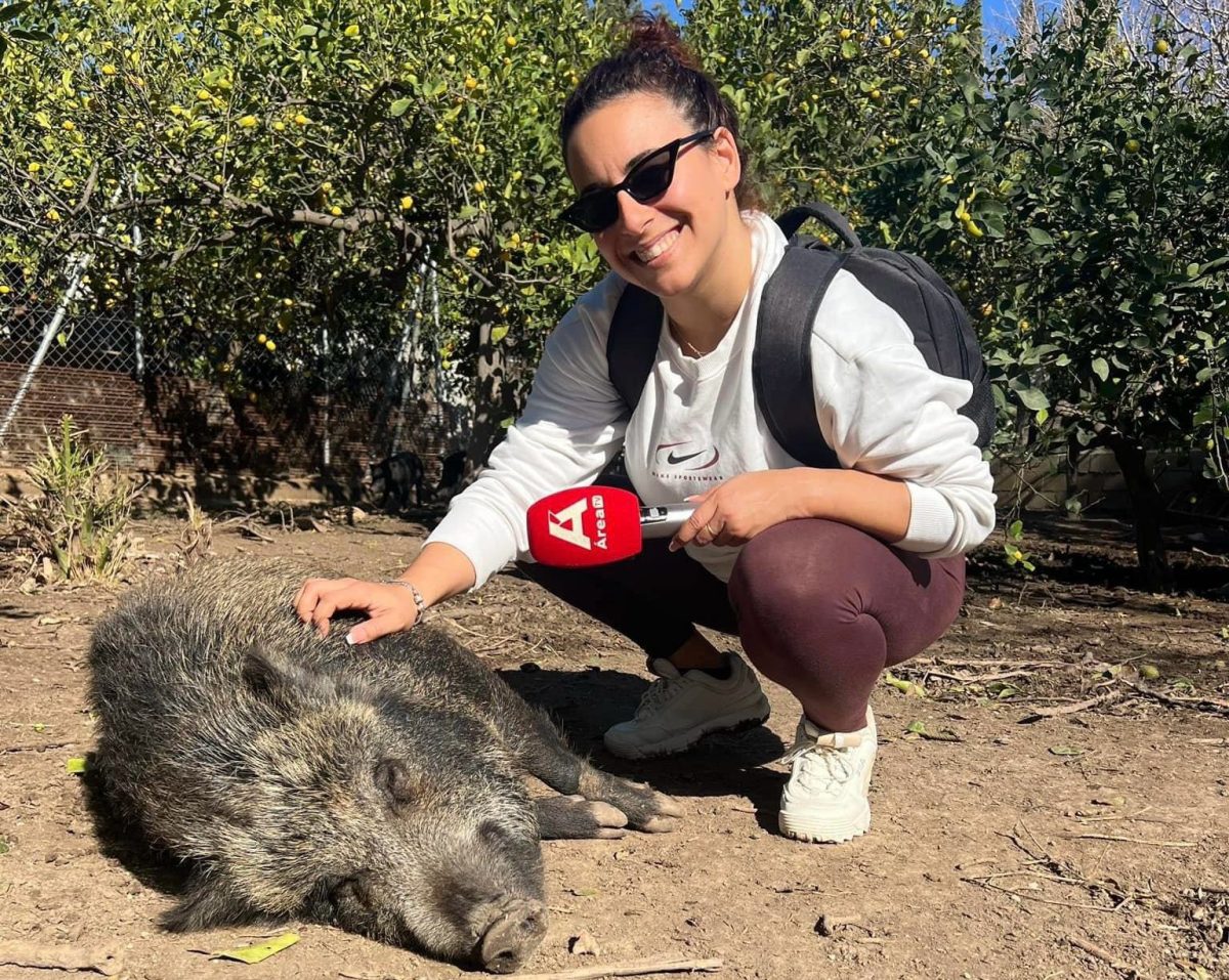 Protegen a jabalíes y cerditos abandonados ante cazadores que cobran por su exterminio en Mijas - WhatsApp Image 2024 01 31 at 18.40.34 Nuestra reportera con uno de los jabalíes de la asociación.