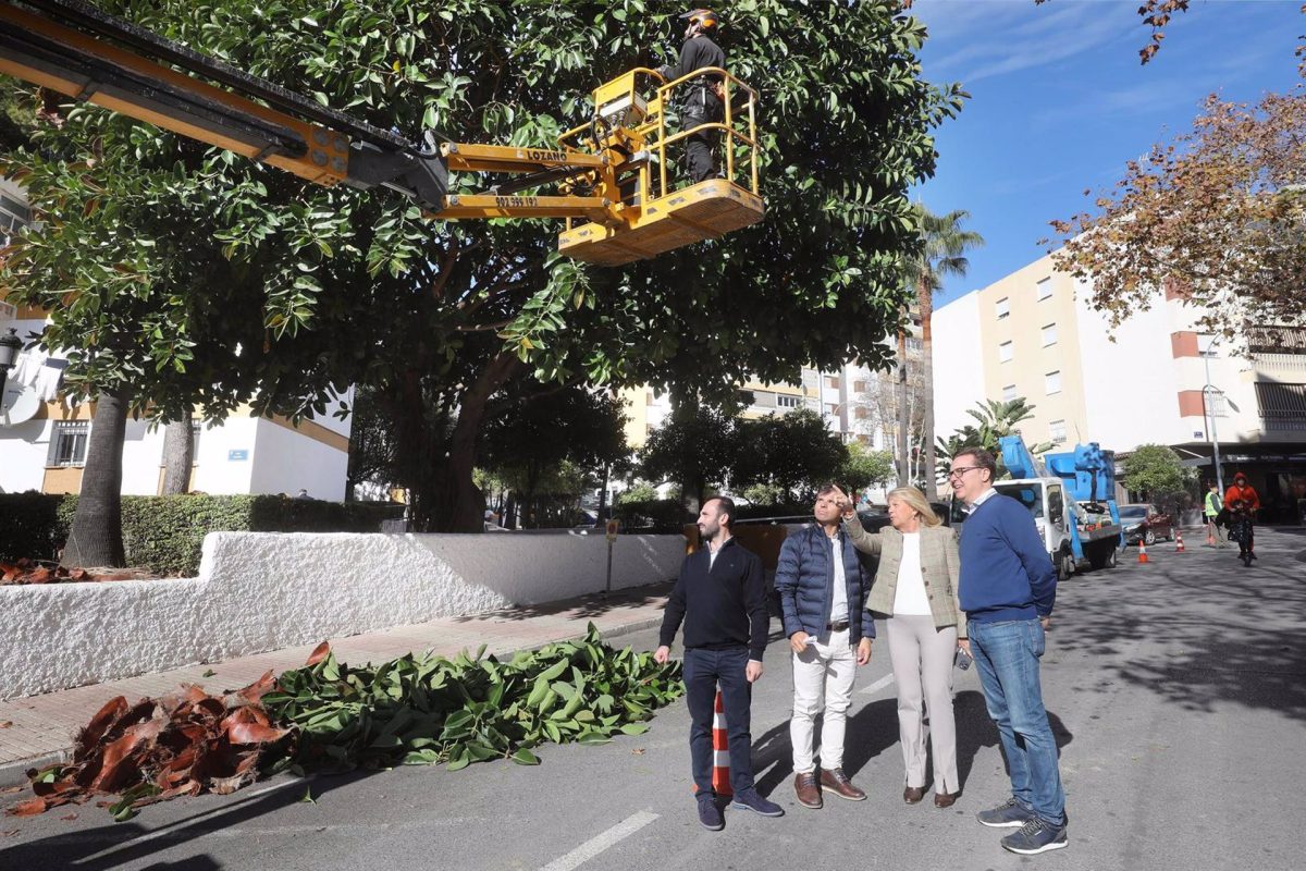 Marbella pone en marcha un nuevo plan de poda que actuará en cerca de 17.000 árboles y palmeras - fotonoticia 20240112164952 1920 Marbella pone en marcha un nuevo plan de poda que actuará en cerca de 17.000 árboles y palmeras - fotonoticia 20240112164952 1920