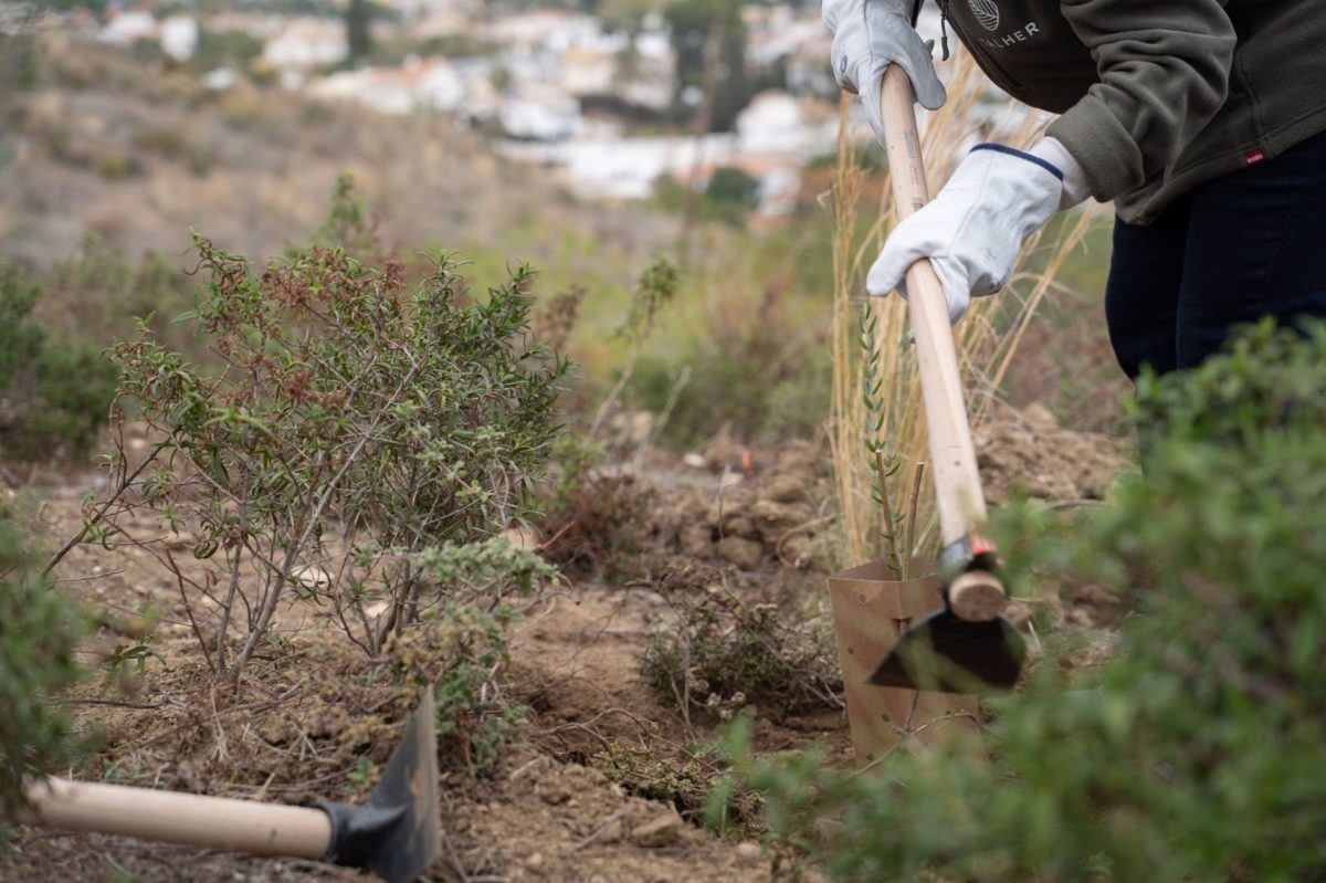 Benalmádena tendrá su primer "bosque sostenible" con 1.200 árboles de diferentes especies - fotonoticia 20240129171050 1920 Benalmádena tendrá su primer "bosque sostenible" con 1.200 árboles de diferentes especies - fotonoticia 20240129171050 1920