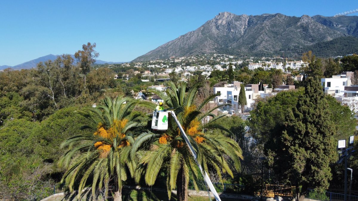 Marbella realizó el año pasado más de 30.200 intervenciones en materia de sanidad vegetal - pyj2 Marbella realizó el año pasado más de 30.200 intervenciones en materia de sanidad vegetal - pyj2