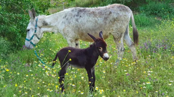 Una vecina de Mijas lanza un crowdfunding para el santuario de burros "Donkey Dreamland" - Captura de pantalla 2024 02 23 a las 12.23.54 Una vecina de Mijas lanza un crowdfunding para el santuario de burros "Donkey Dreamland" - Captura de pantalla 2024 02 23 a las 12.23.54