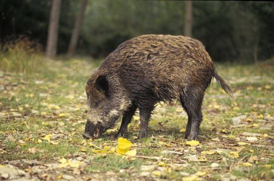 Sanciones de hasta 750 euros por alimentar a jabalíes, así es la nueva campaña del Ayuntamiento de Mijas - Los jabalies del valle del Ebro viven menos y se reproducen mas rapido por un entorno artificial Jabalí