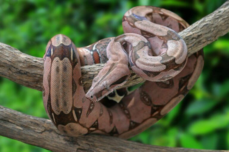 La Policía recupera una serpiente boa constrictor imperator de 2,30 metros de longitud - WhatsApp Image 2024 02 20 at 11.22.30 La Policía recupera una serpiente boa constrictor imperator de 2,30 metros de longitud - WhatsApp Image 2024 02 20 at 11.22.30