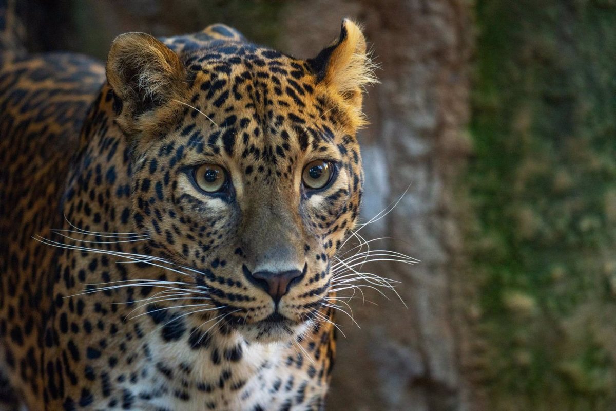 Una nueva pareja de leopardos de Sri Lanka llega a Bioparc Fuengirola - fotonoticia 20240208111050 1920 Leopardo de Sri Lanka