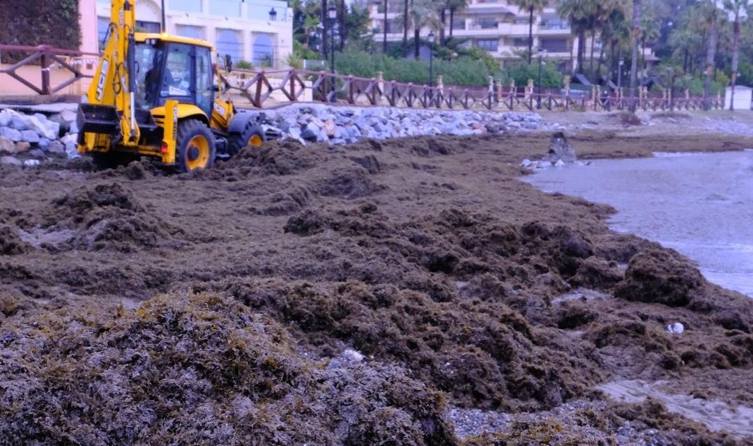 La invasión del alga asiática, uno de los principales problemas de las playas de la Costa del Sol - AntelainacciondelGobiernoCentralcadadiaretiramos75toneladasdealgasinvasorasennuestrasplayas.Estangenerandounclaroperjuicioalossectorespesqueroyturisticoytambienele 2 e1711452065480 Algas invasoras en la playa de Marbella. Imagen de Diego López