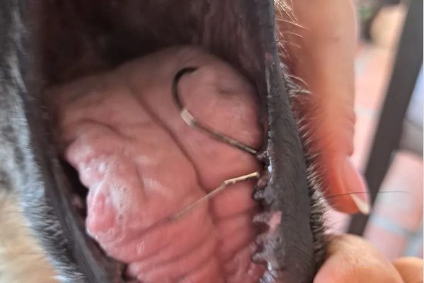 Una vecina acaba con su perra en el hospital y pide cuidado a los pescadores - Boca de Lola Una vecina acaba con su perra en el hospital y pide cuidado a los pescadores - Boca de Lola
