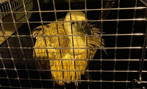 Rescatan un buitre en Manilva y será tratado en el Centro de Recuperación de Especies Amenazadas - Buitre imagen de la Diputacion de Malaga e1709832829551 Buitre, imagen de la Diputación de Málaga.