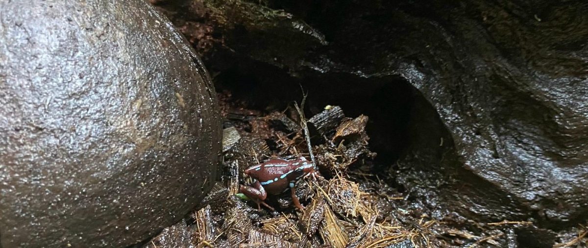 La rana, el animal en peligro de extinción fundamental para evitar las enfermedades - WhatsApp Image 2024 03 20 at 17.39.54 La rana, el animal en peligro de extinción fundamental para evitar las enfermedades