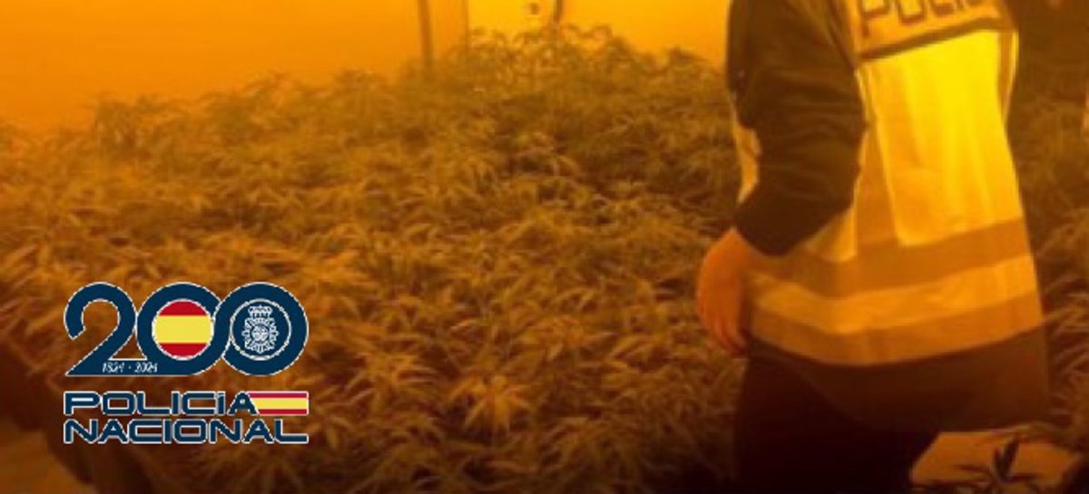 Trece detenidos en Fuengirola tras caer una red de producción intensiva de marihuana destino centroeuropa - fotonoticia 20240313124221 1920 Trece detenidos en Fuengirola tras caer una red de producción intensiva de marihuana destino centroeuropa - fotonoticia 20240313124221 1920