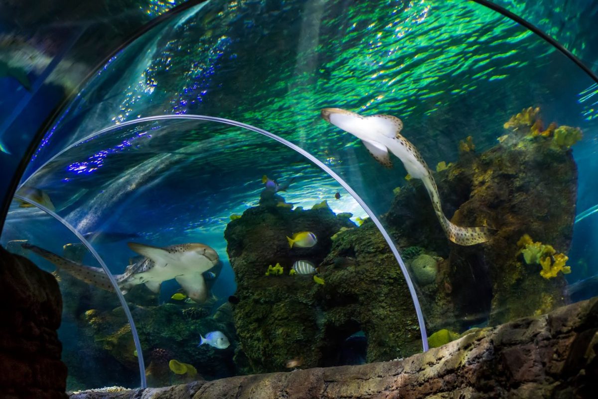 El acuario de Benalmádena conciencia sobre los peligros que amenazan los oceános - tiburones El acuario de Benalmádena conciencia sobre los peligros que amenazan los oceános - tiburones