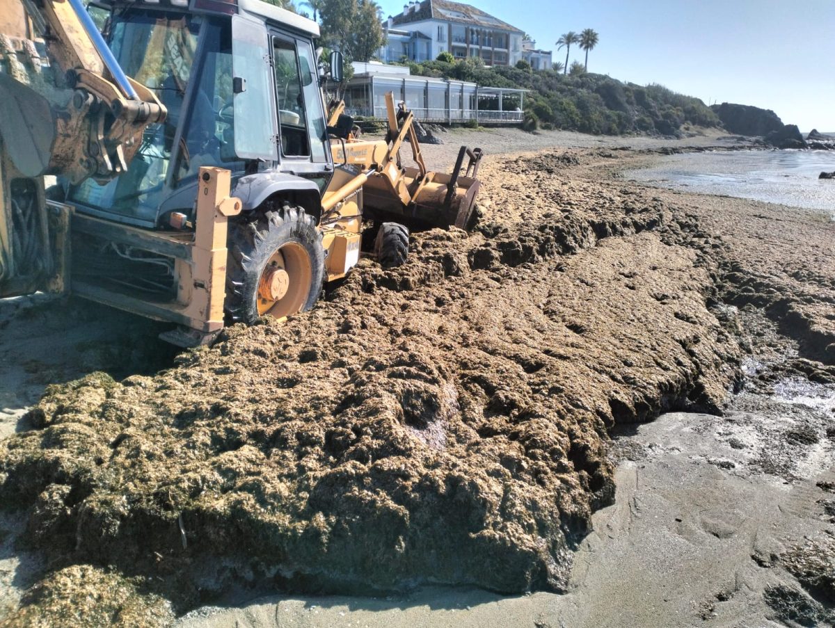 Casares contrata una empresa externa para limpiar de algas sus playas - 419742789 861334736038745 4675930395052140005 n Casares contrata una empresa externa para limpiar de algas sus playas - 419742789 861334736038745 4675930395052140005 n