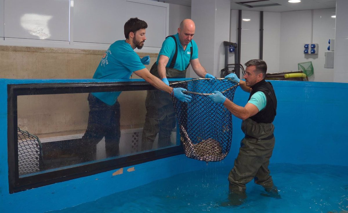 Sea Life Benalmádena reforma y mejora las instalaciones de la isla de las rayas - Selwo rayas