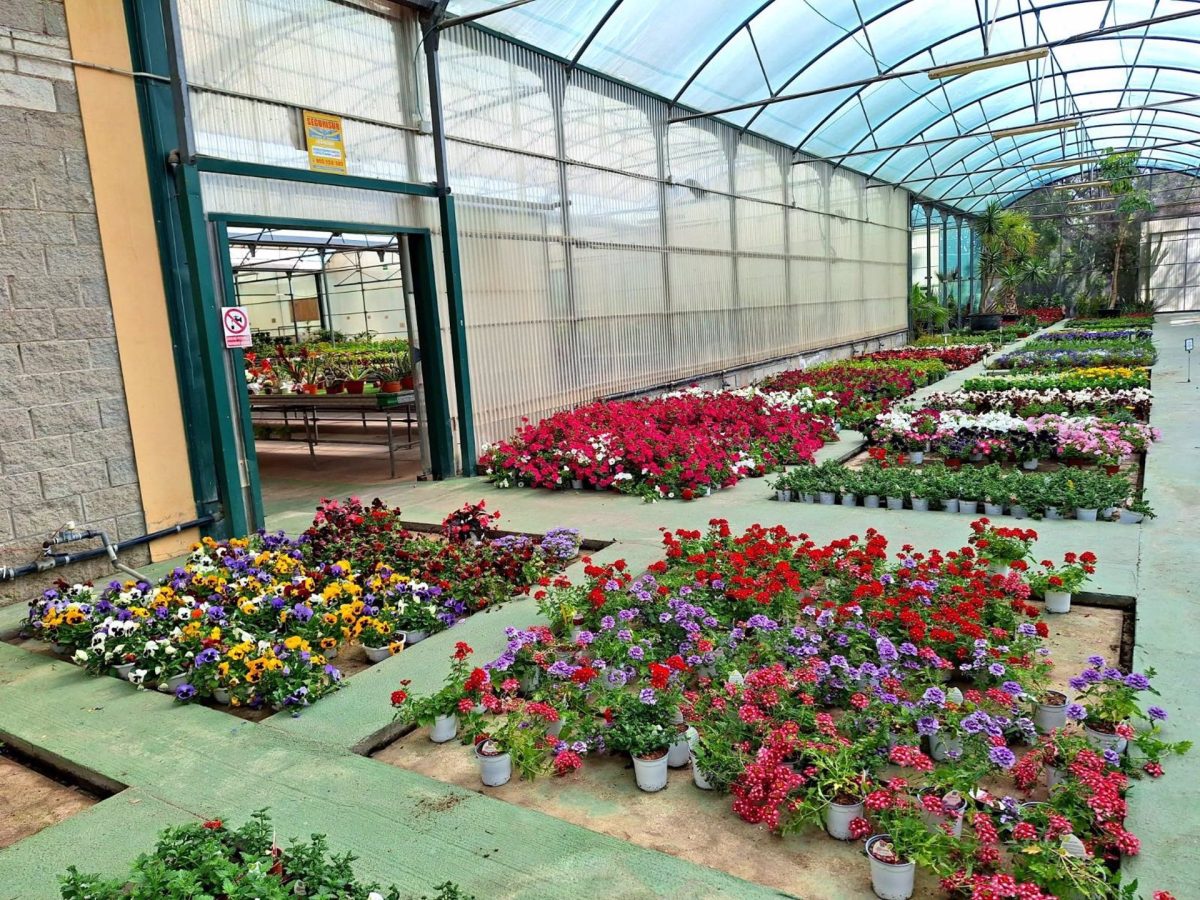 El vivero municipal de Torremolinos potencia su producción propia de plantas de primavera - Vivero Torremolinos El vivero municipal de Torremolinos potencia su producción propia de plantas de primavera - Vivero Torremolinos