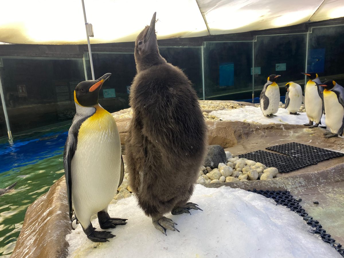 Chihiro, el pingüino Rey bebé de Selwo Marina, celebra el Día Mundial del Pingüino junto a sus hermanos - WhatsApp Image 2024 04 25 at 14.14.29 Chihiro, el pingüino Rey bebé de Selwo Marina, celebra el Día Mundial del Pingüino junto a sus hermanos - WhatsApp Image 2024 04 25 at 14.14.29