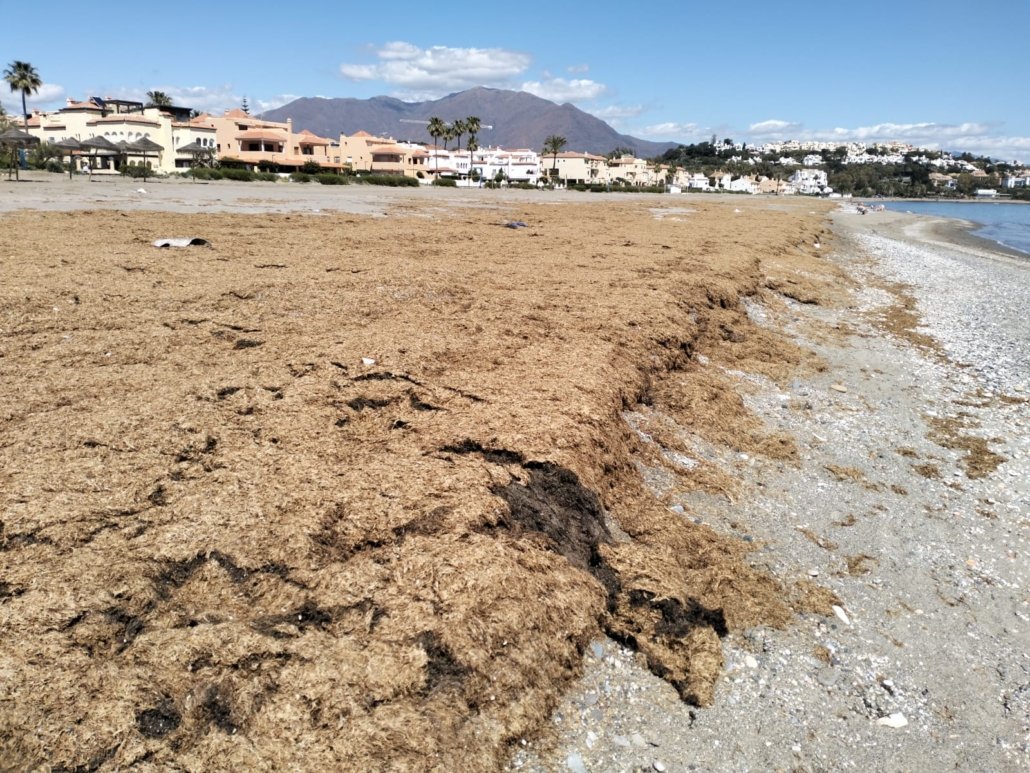 Casares retira más de 800 toneladas de alga asiática de sus playas - 2024 04 1 5 Algas 4 1030x773 1 Casares retira más de 800 toneladas de alga asiática de sus playas - 2024 04 1 5 Algas 4 1030x773 1