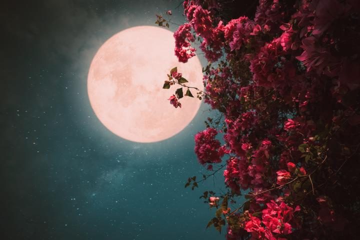 Llega la espectacular Luna de las Flores: ¿Cómo verla y por qué se llama así? - Captura de pantalla 2024 05 22 a las 19.19.14 Llega la espectacular Luna de las Flores: ¿Cómo verla y por qué se llama así? - Captura de pantalla 2024 05 22 a las 19.19.14