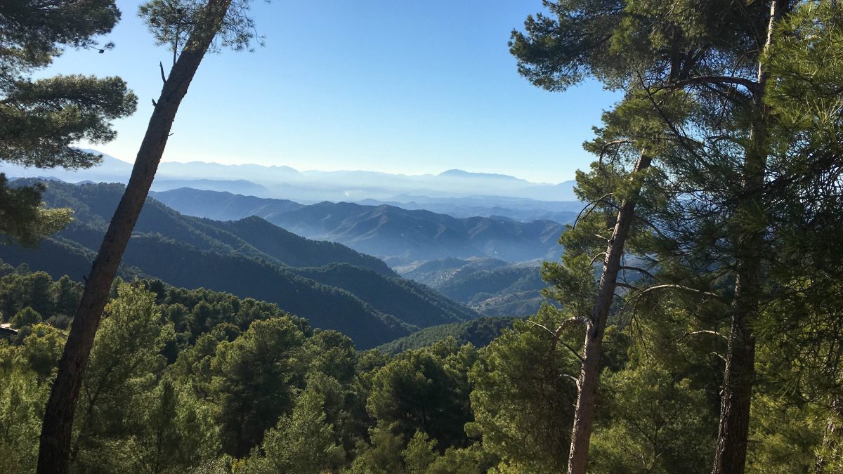 Detenido un hombre de 62 años por el asesinato de un joven abatido a tiros en Los Montes de Málaga - IMG 9437 Detenido un hombre de 62 años por el asesinato de un joven abatido a tiros en Los Montes de Málaga - IMG 9437