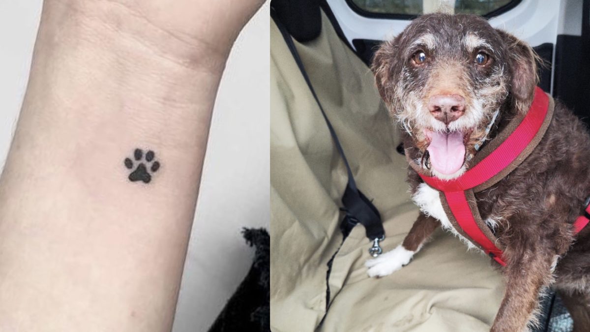 Hacerte un tatuaje por 30 euros y ayudar a los perritos de Suspiros de Cuatro Patas en Fuengirola - AF9C764E 0D82 4385 8686 D8401F6A037E Hacerte un tatuaje por 30 euros y ayudar a los perritos de Suspiros de Cuatro Patas en Fuengirola - AF9C764E 0D82 4385 8686 D8401F6A037E