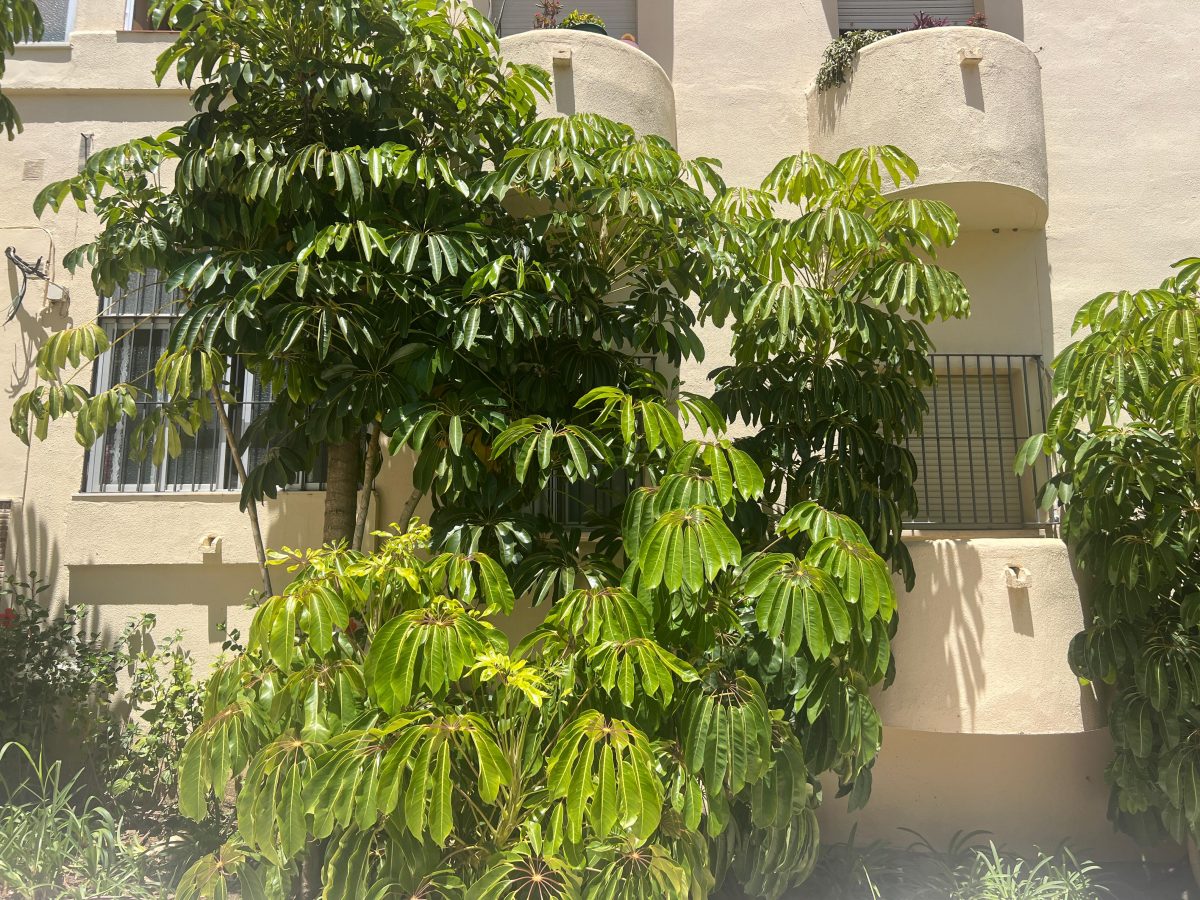 Sin claridad y sin vistas: así está un vecino de Estepona por los árboles plantados en sus ventanas - WhatsApp Image 2024 06 04 at 15.54.47 Sin claridad y sin vistas: así está un vecino de Estepona por los árboles plantados en sus ventanas - WhatsApp Image 2024 06 04 at 15.54.47